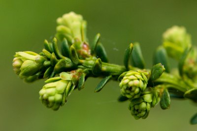 Taxus baccata 'Amersfoort' - tis červený - list jaro